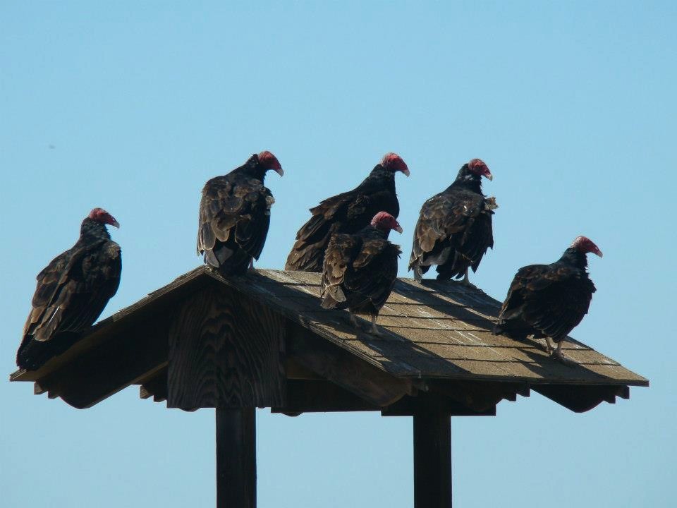 Turkey Vulture (Northern) - ML206152271