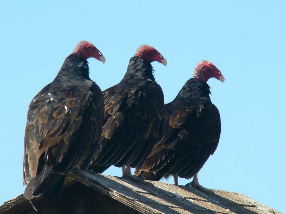 Turkey Vulture (Northern) - ML206152281