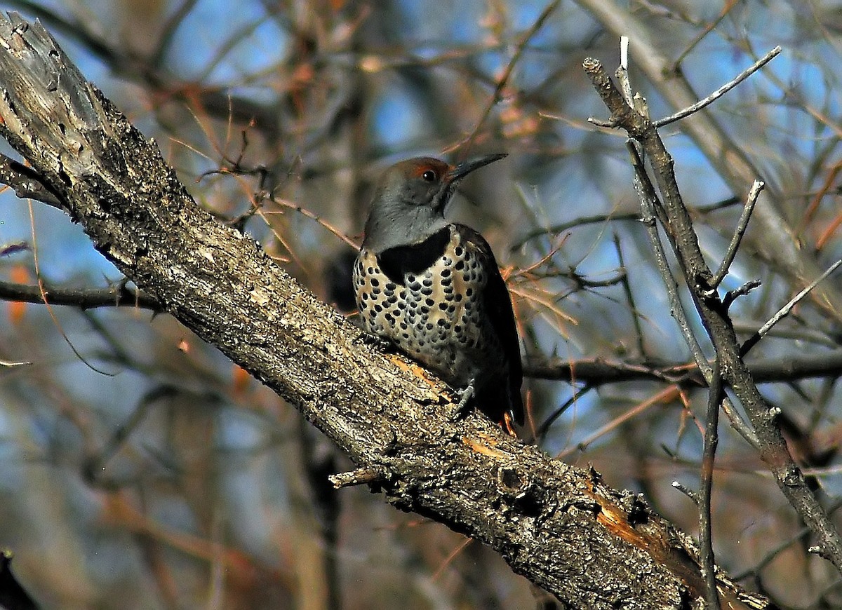 Northern Flicker (Red-shafted) - Mike Ross