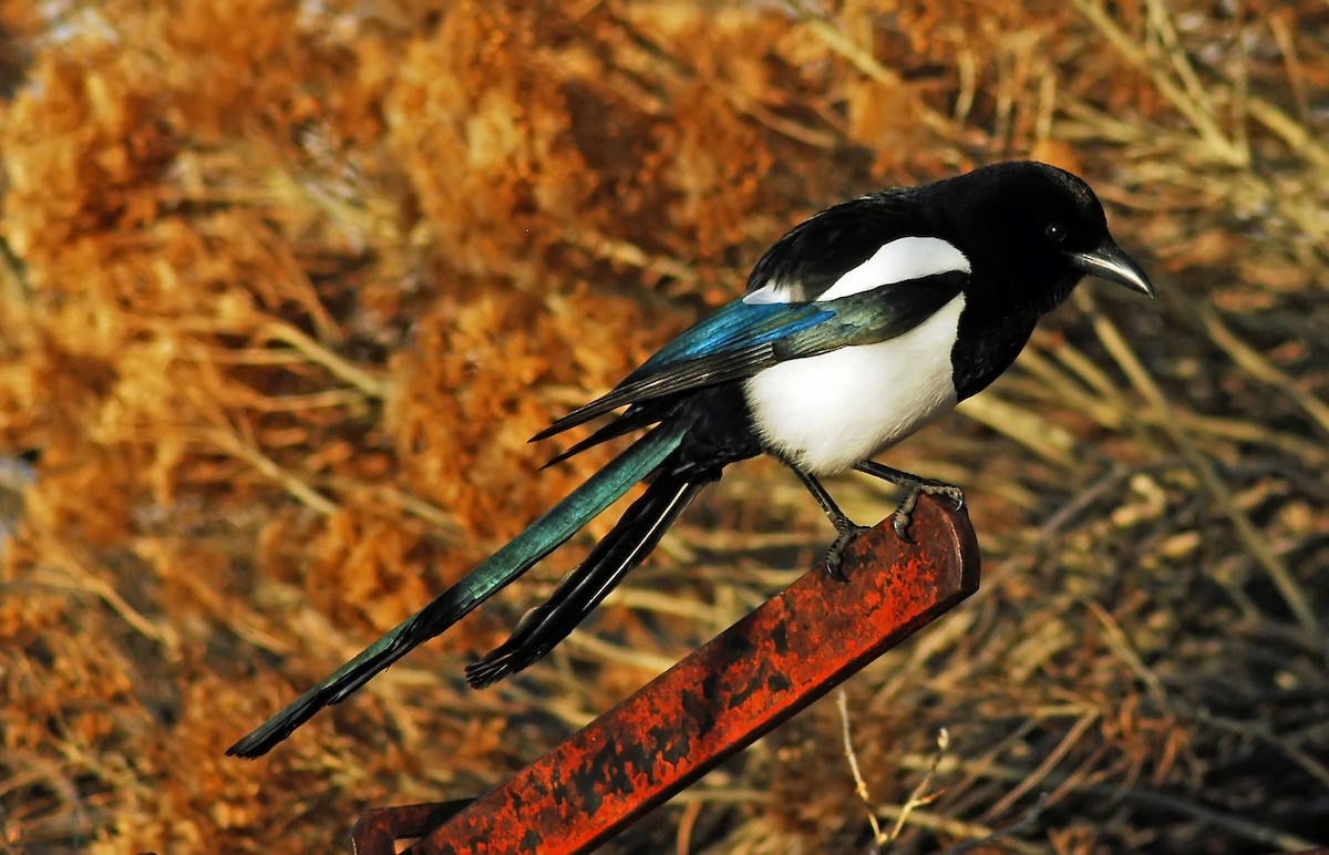 Black-billed Magpie - Mike Ross