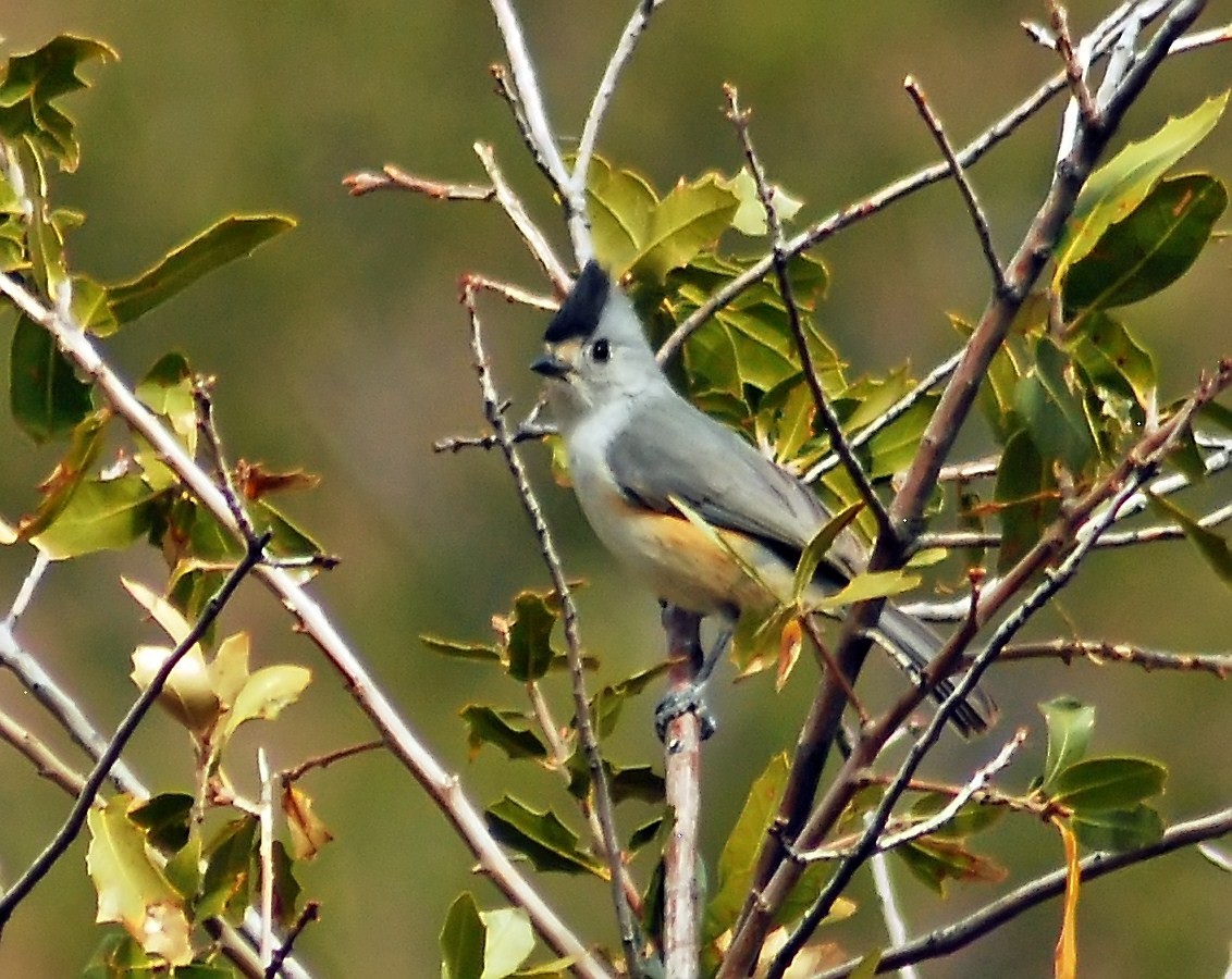 Black-crested Titmouse - Mike Ross