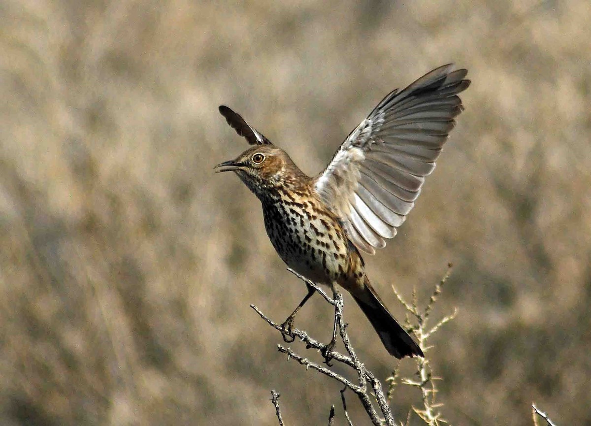 Sage Thrasher - Mike Ross
