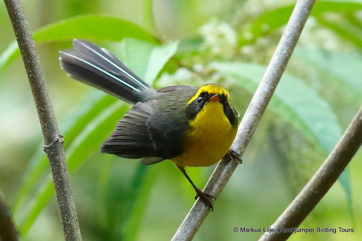 Yellow-bellied Fairy-Fantail - ML206152851