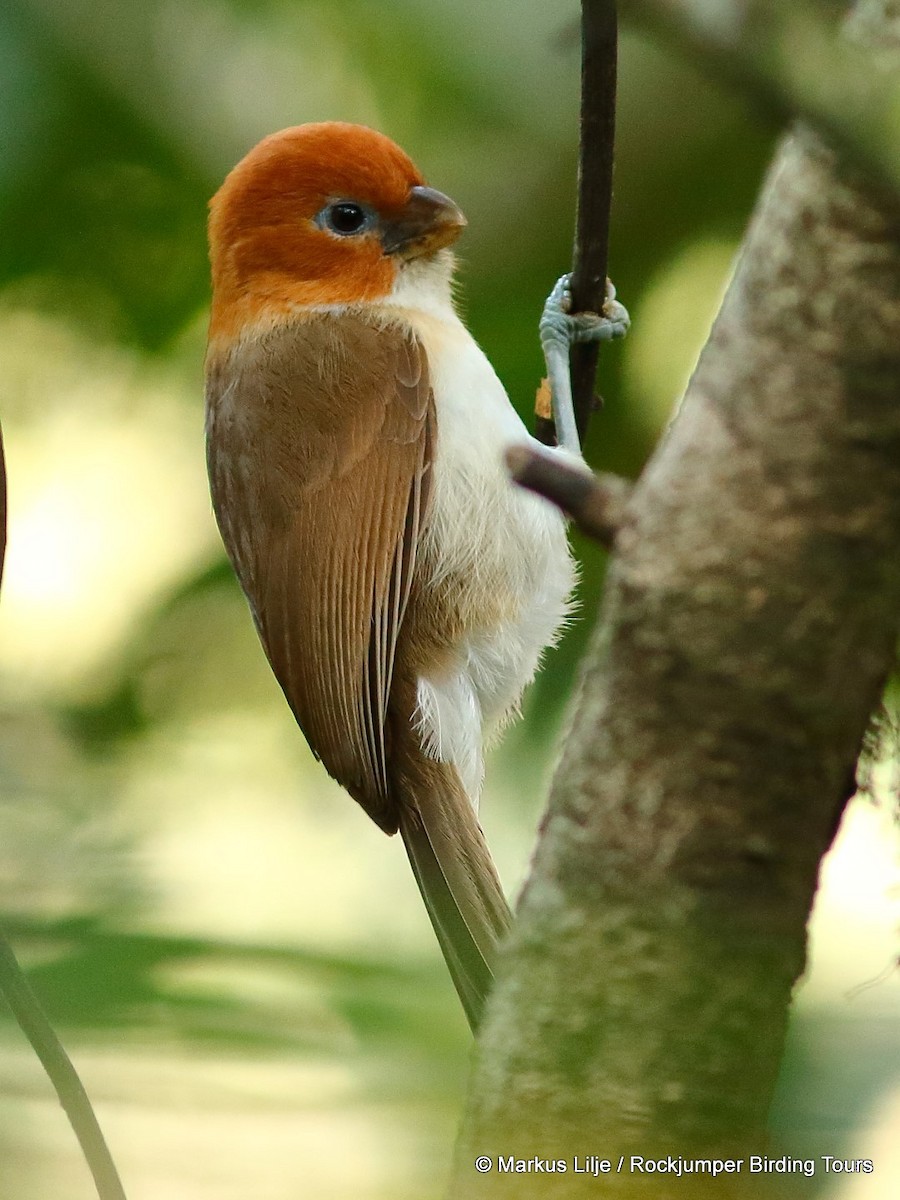 White-breasted Parrotbill - ML206152941