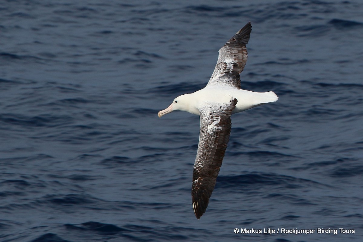 Southern Royal Albatross - Markus Lilje