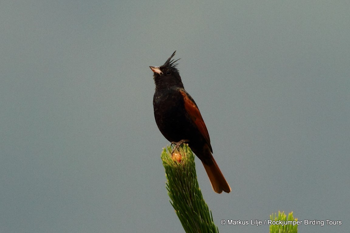 Crested Bunting - ML206153331