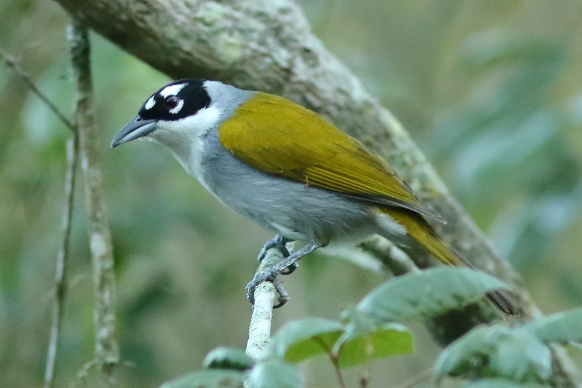 Black-crowned Palm-Tanager - ML206153451