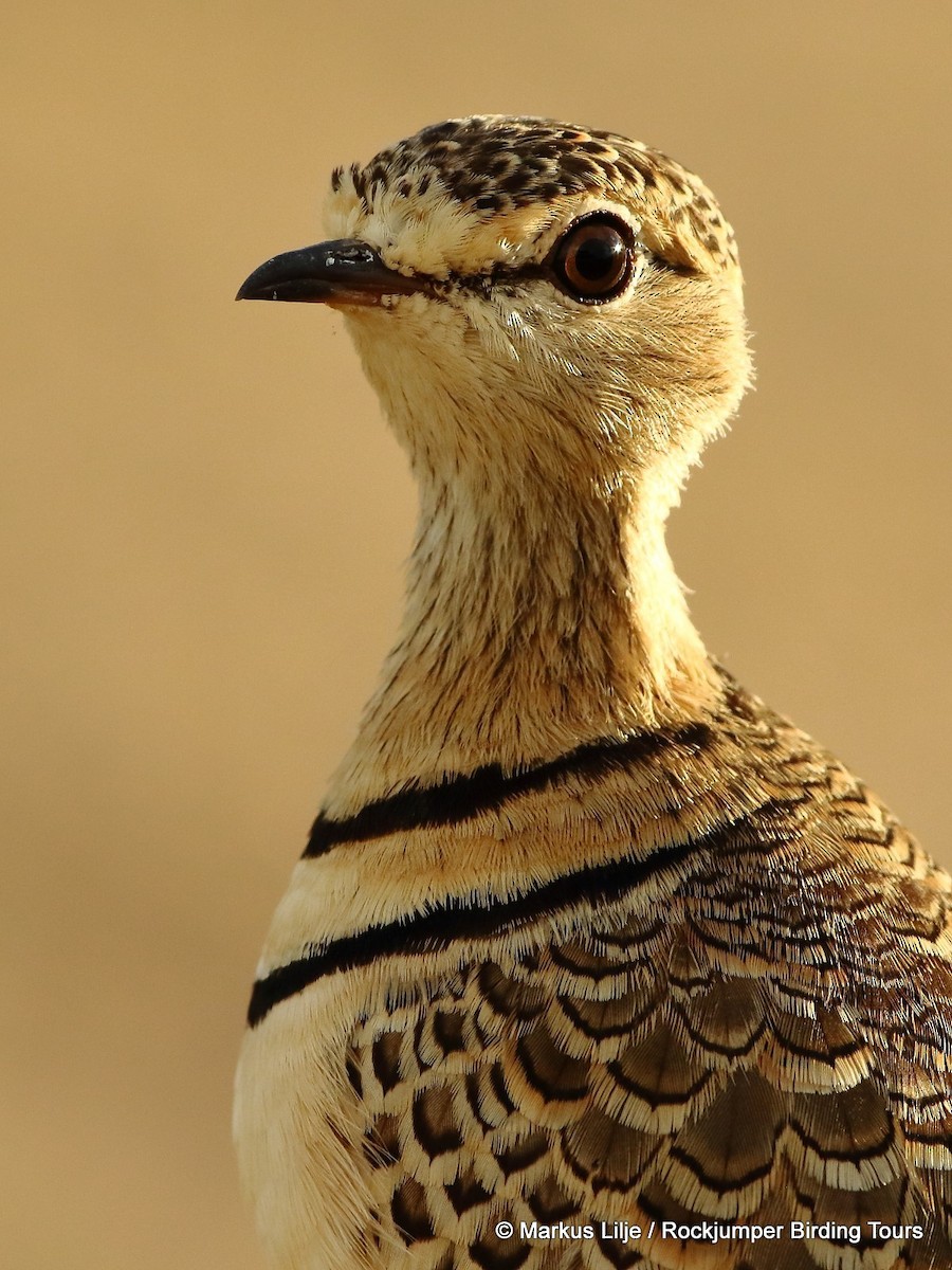 Double-banded Courser - ML206153671