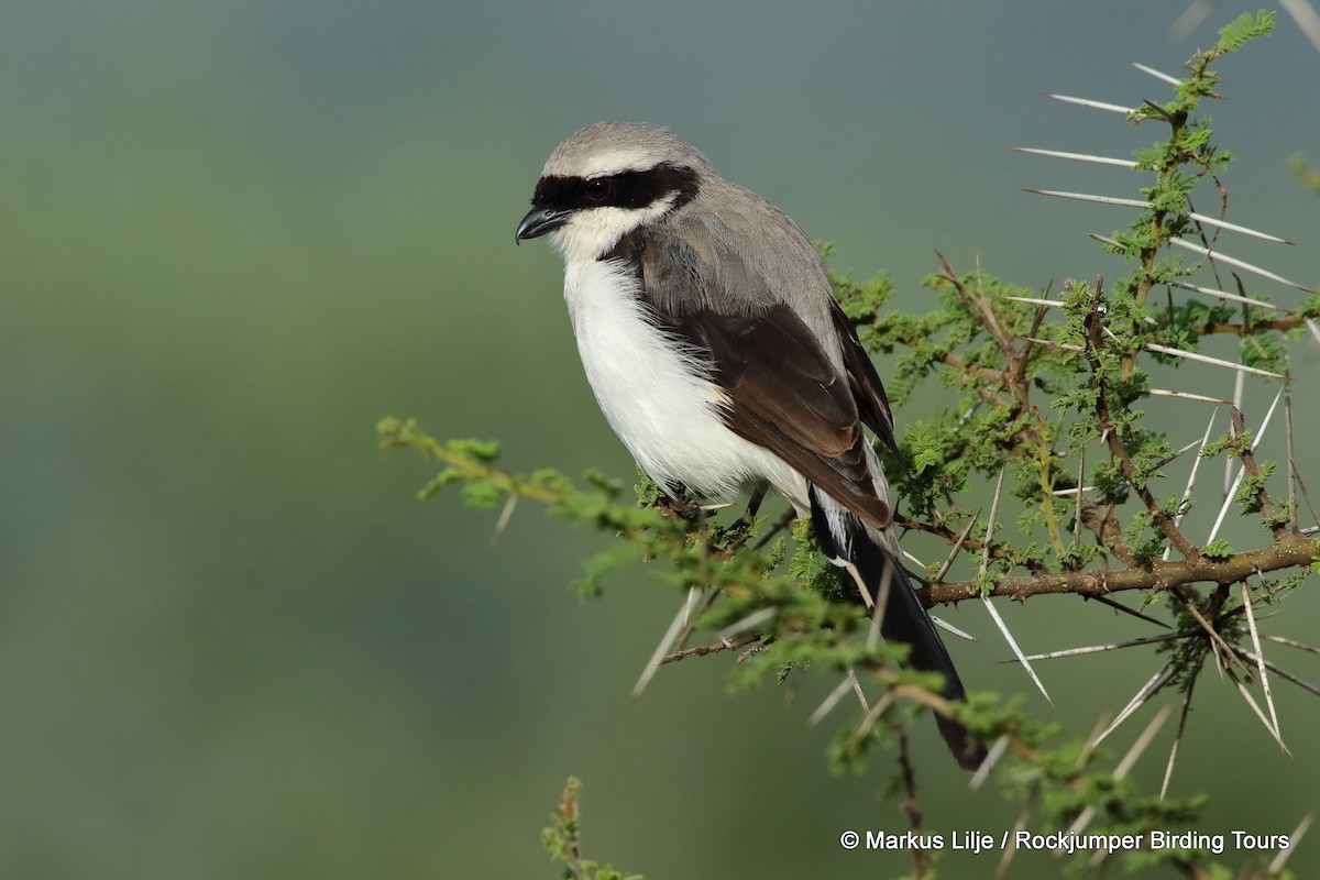 Gray-backed Fiscal - ML206153711