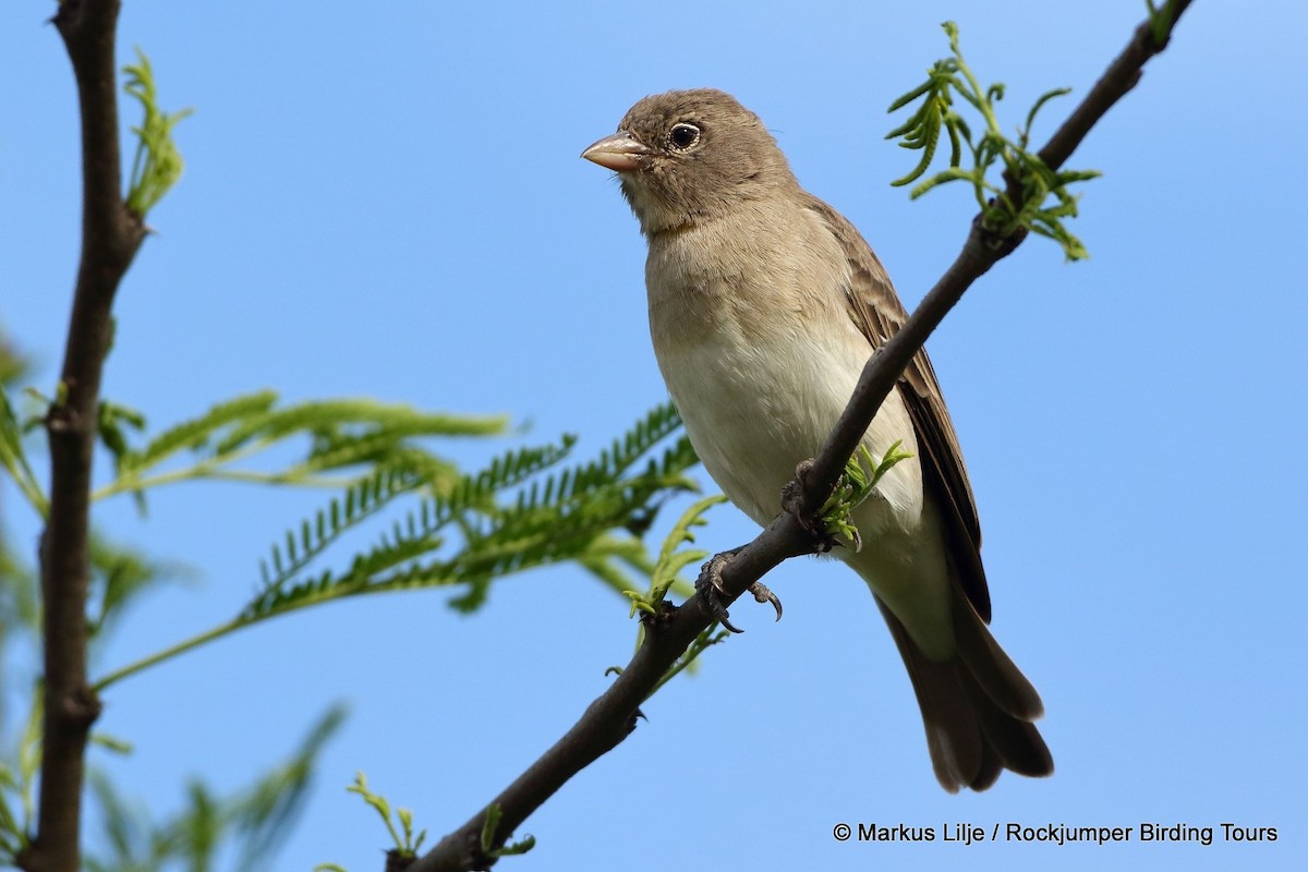 Yellow-spotted Bush Sparrow - Markus Lilje
