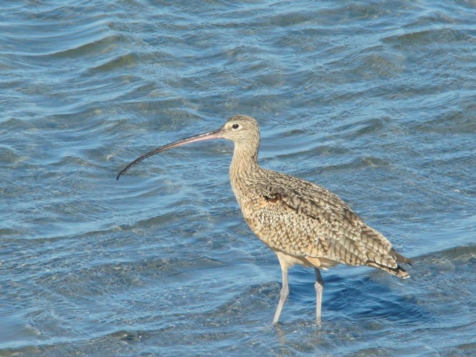 Long-billed Curlew - ML206153881