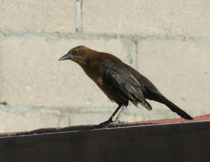 Great-tailed Grackle (Western) - ML206154011