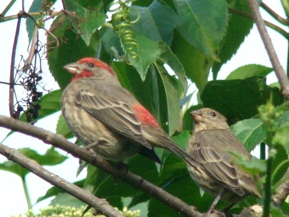 House Finch (Common) - ML206154041