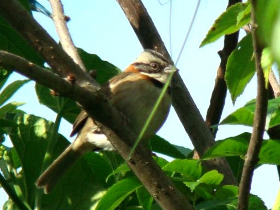 Rufous-collared Sparrow (Rufous-collared) - Nimali Digo & Thilanka Edirisinghe