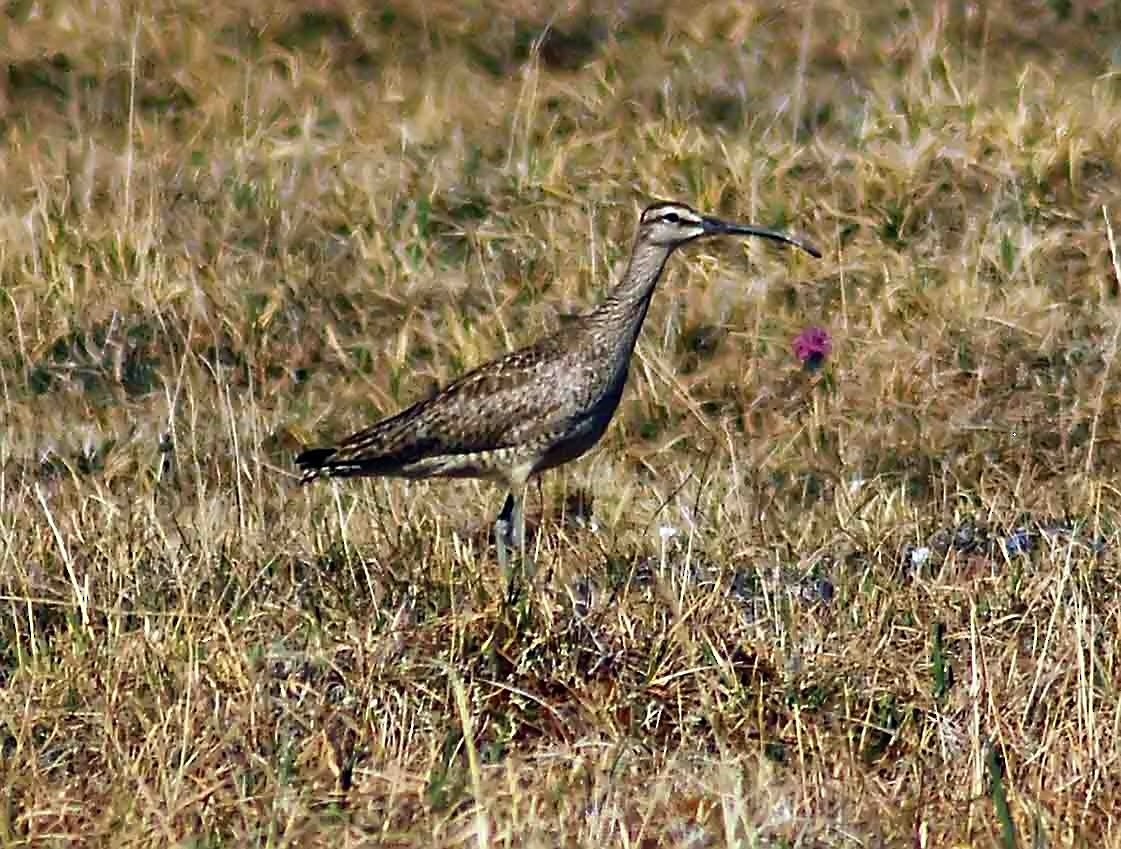 Bristle-thighed Curlew - Mike Ross