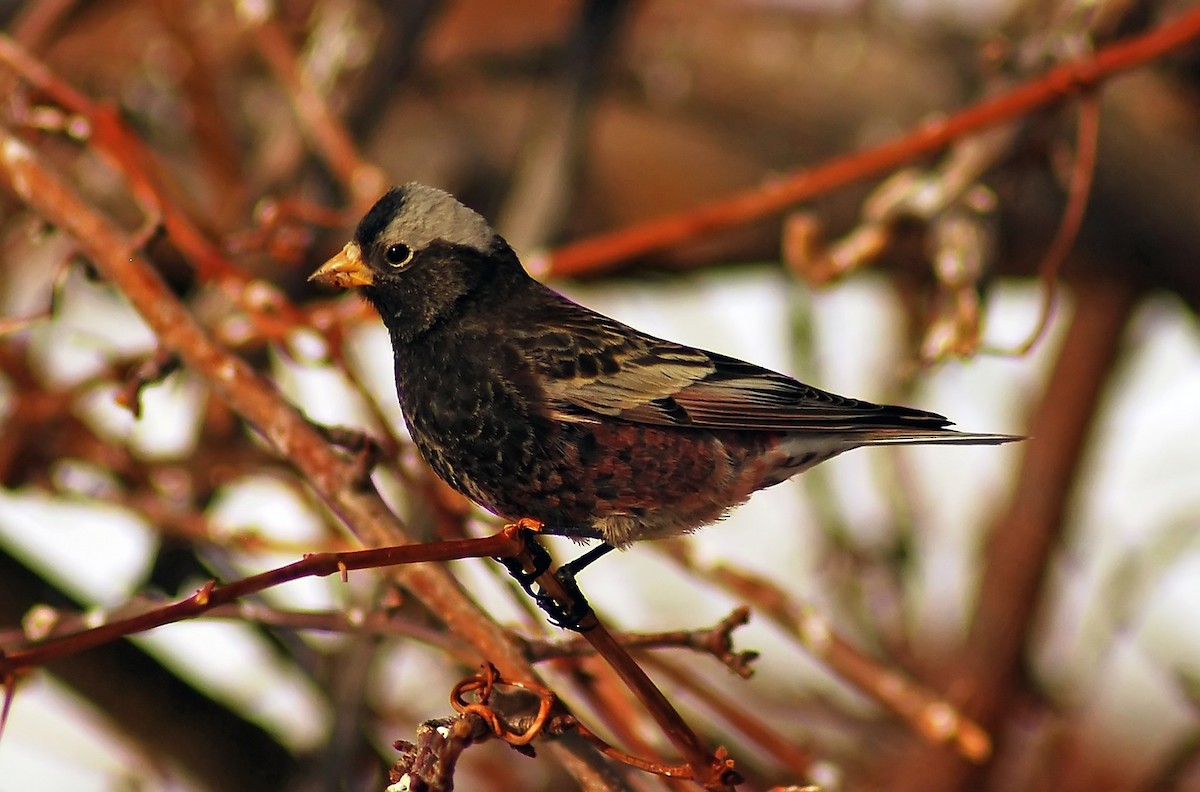 Black Rosy-Finch - Mike Ross