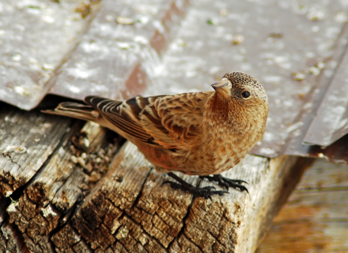 Brown-capped Rosy-Finch - ML206154771
