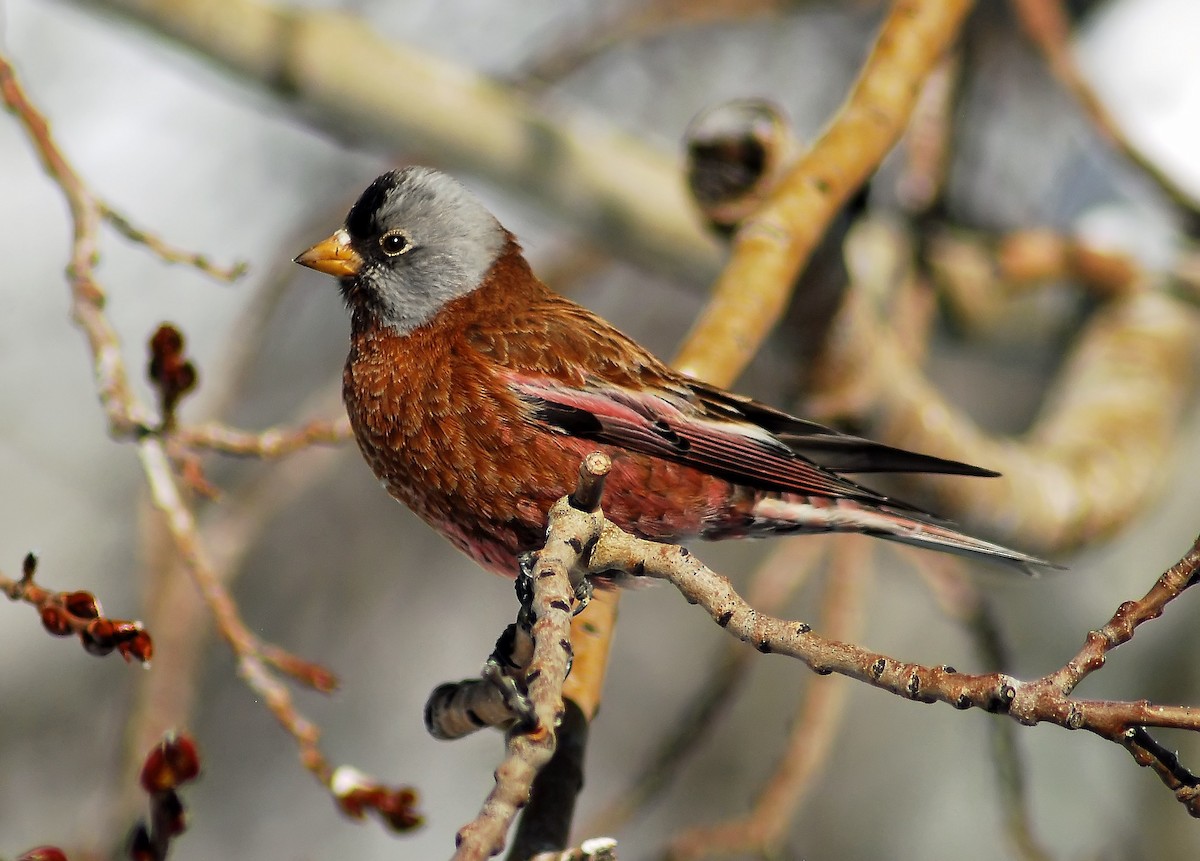 Gray-crowned Rosy-Finch - Mike Ross