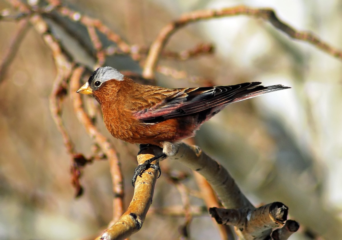 Gray-crowned Rosy-Finch - ML206154851