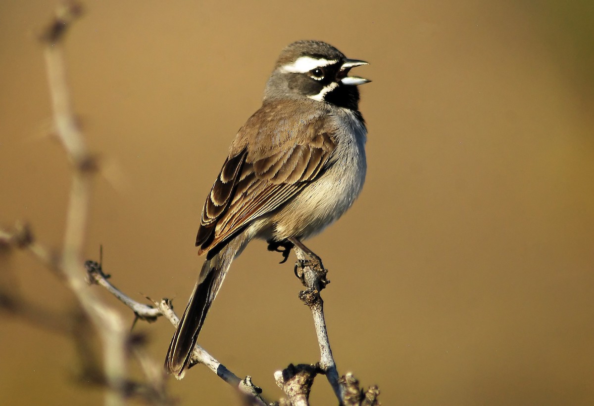 Black-throated Sparrow - Mike Ross