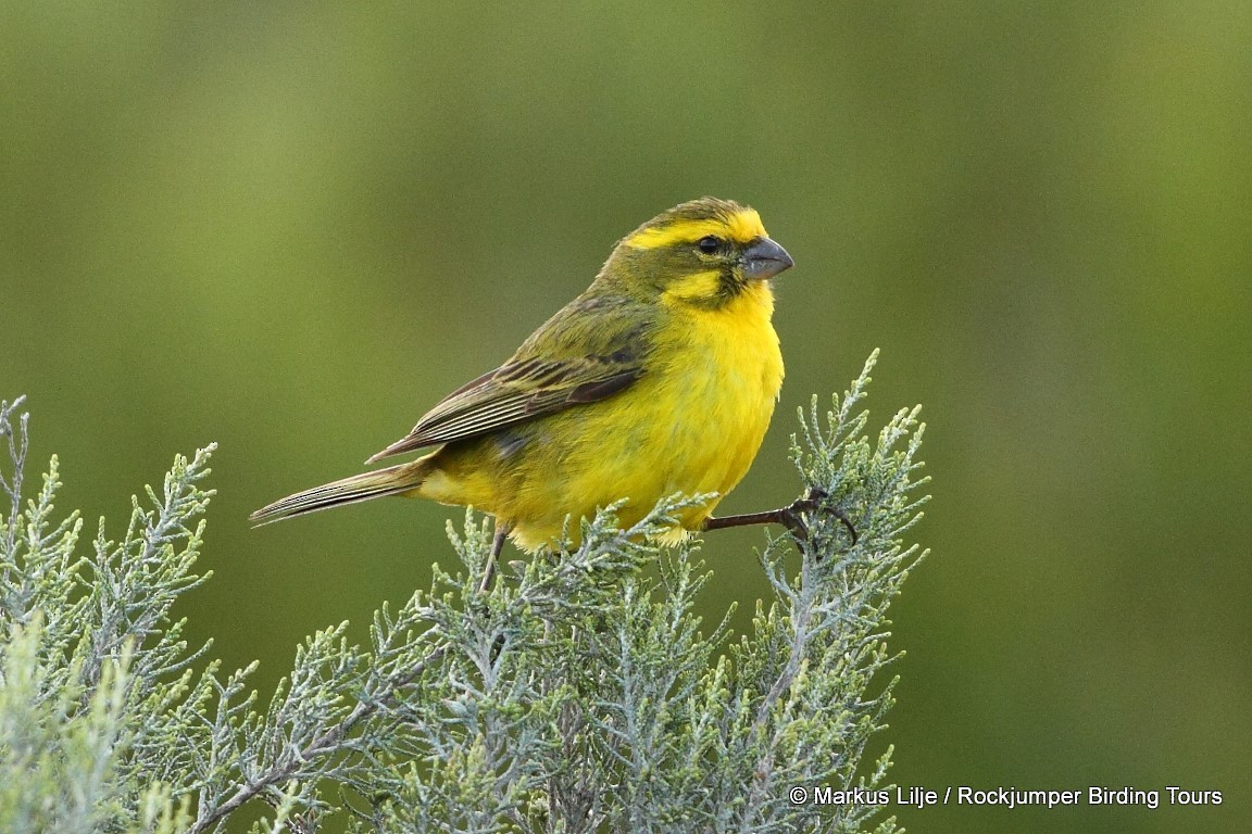 Yellow Canary - Markus Lilje
