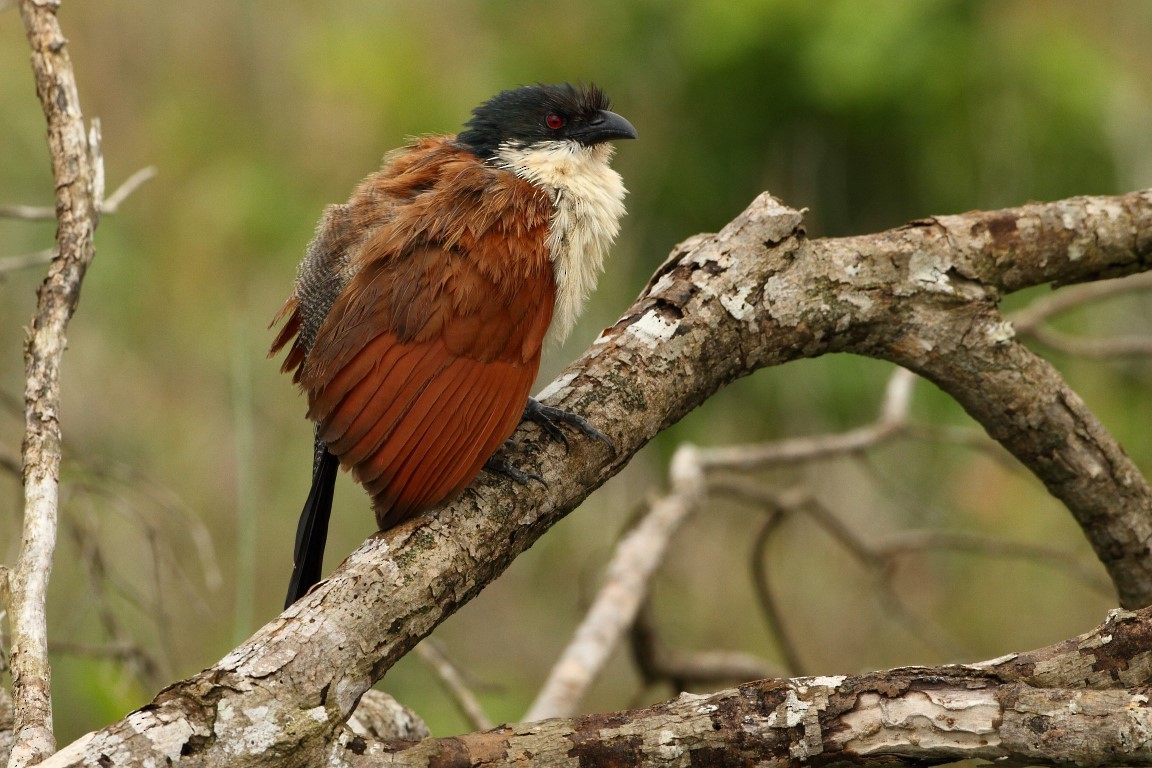 White-browed Coucal - Markus Lilje