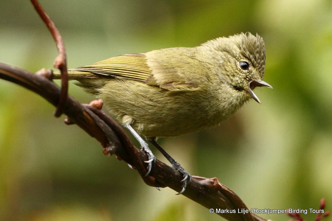 Yellow-browed Tit - ML206155191