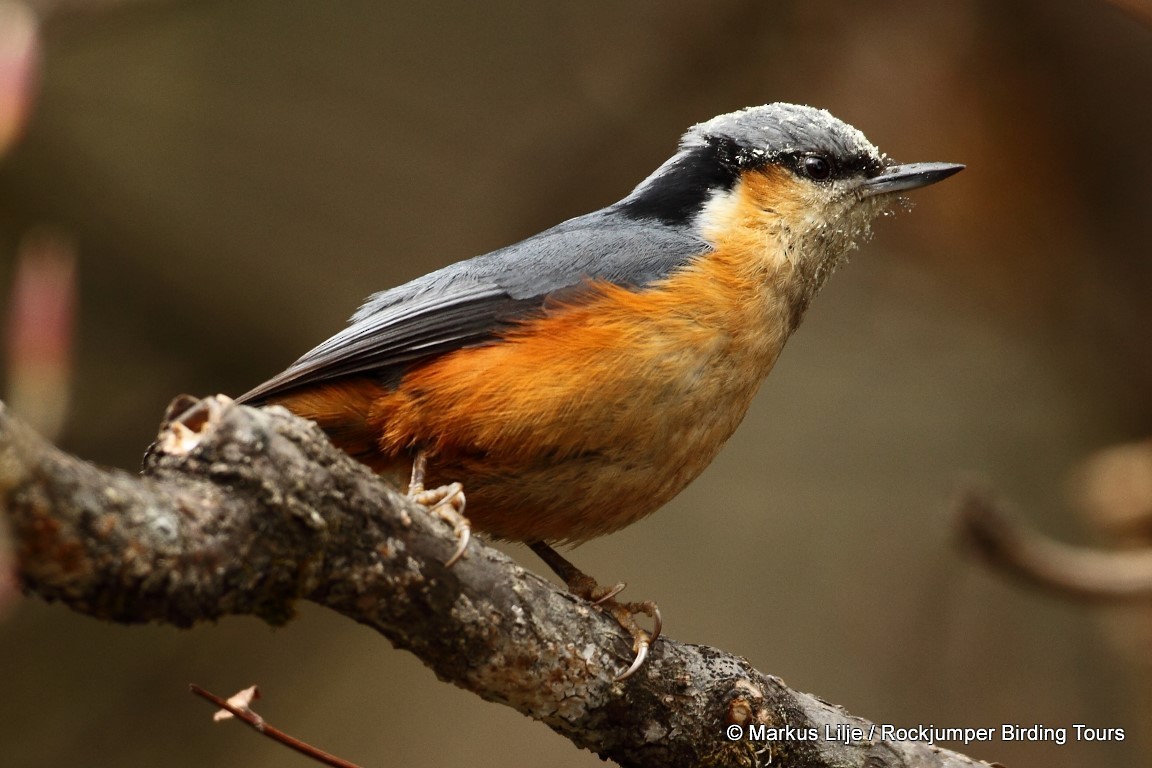 White-tailed Nuthatch - ML206155441