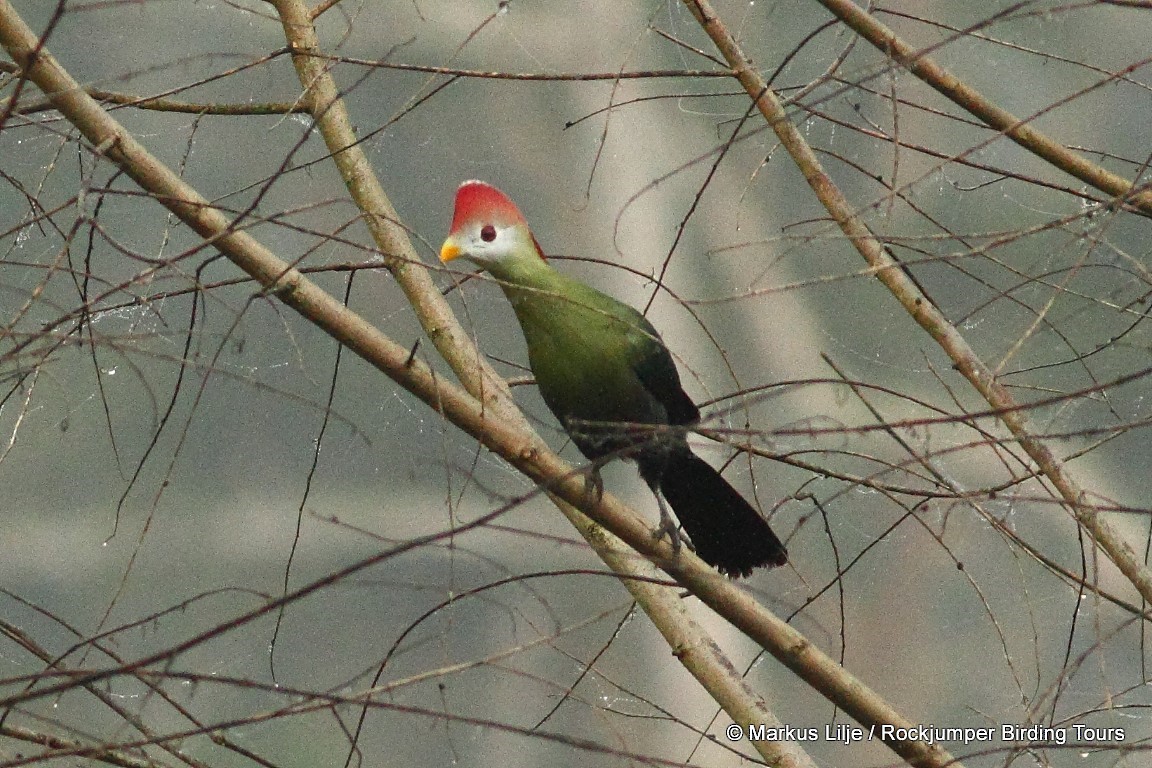 Red-crested Turaco - ML206155451