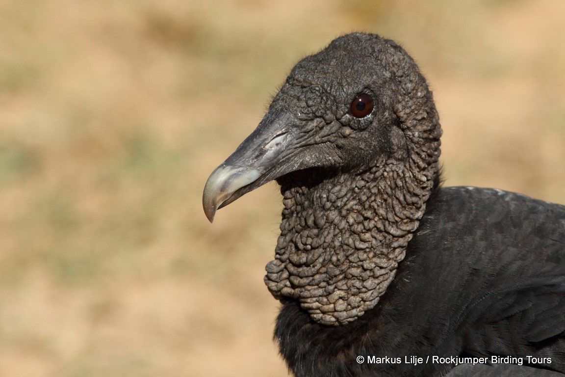 Black Vulture - Markus Lilje