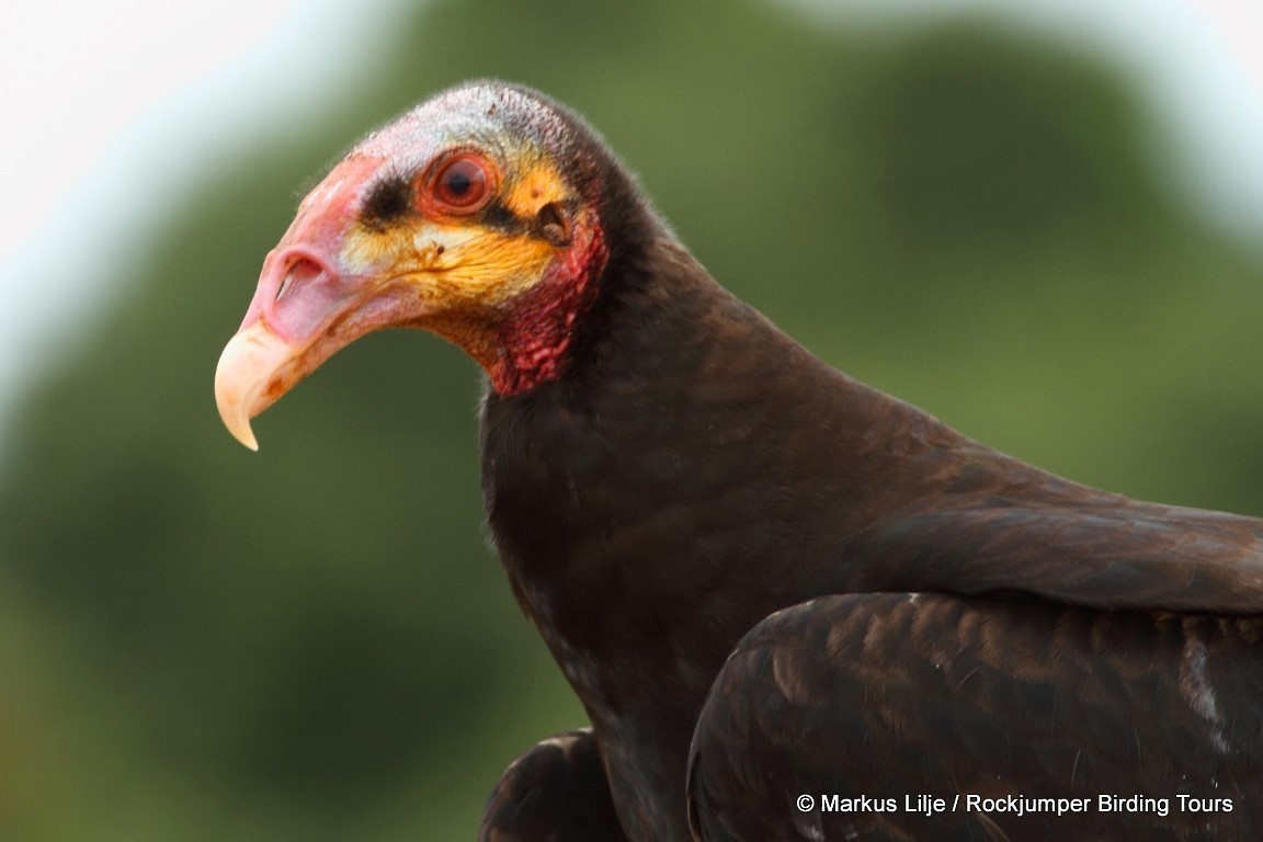 Lesser Yellow-headed Vulture - ML206155551