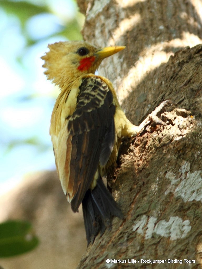 Cream-colored Woodpecker - ML206155591