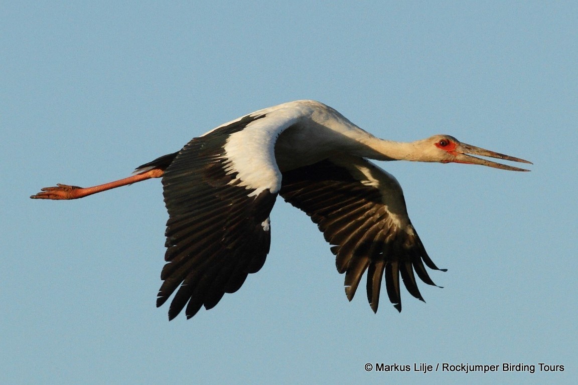 Maguari Stork - Markus Lilje