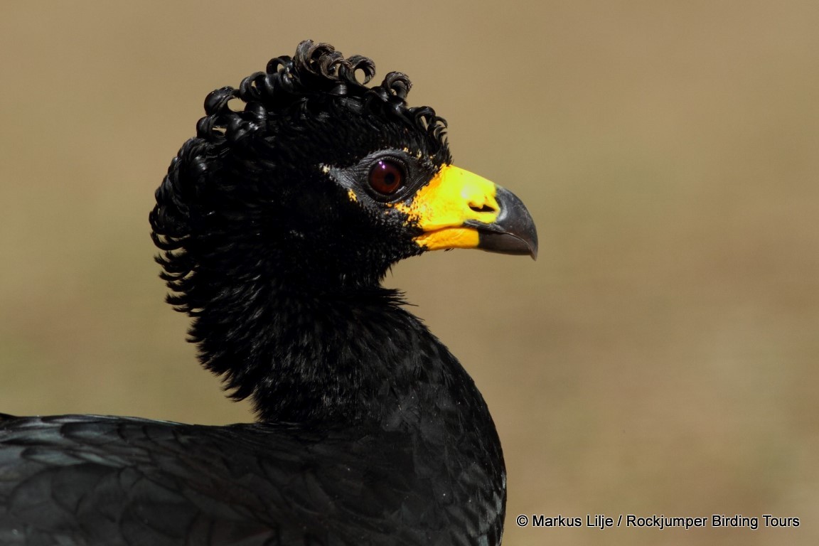 Bare-faced Curassow (Bare-faced) - ML206155671