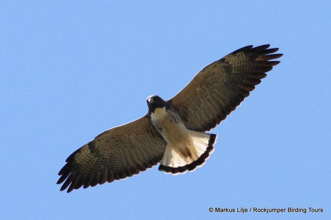 White-tailed Hawk - Markus Lilje
