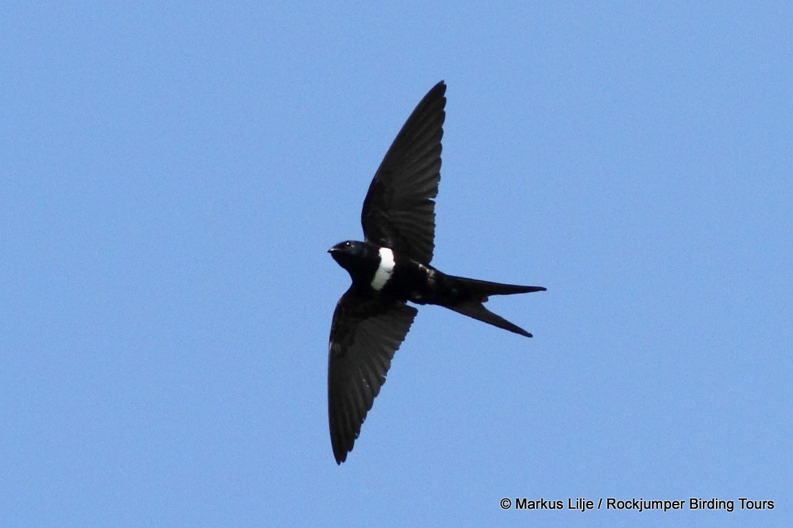 White-banded Swallow - ML206155781