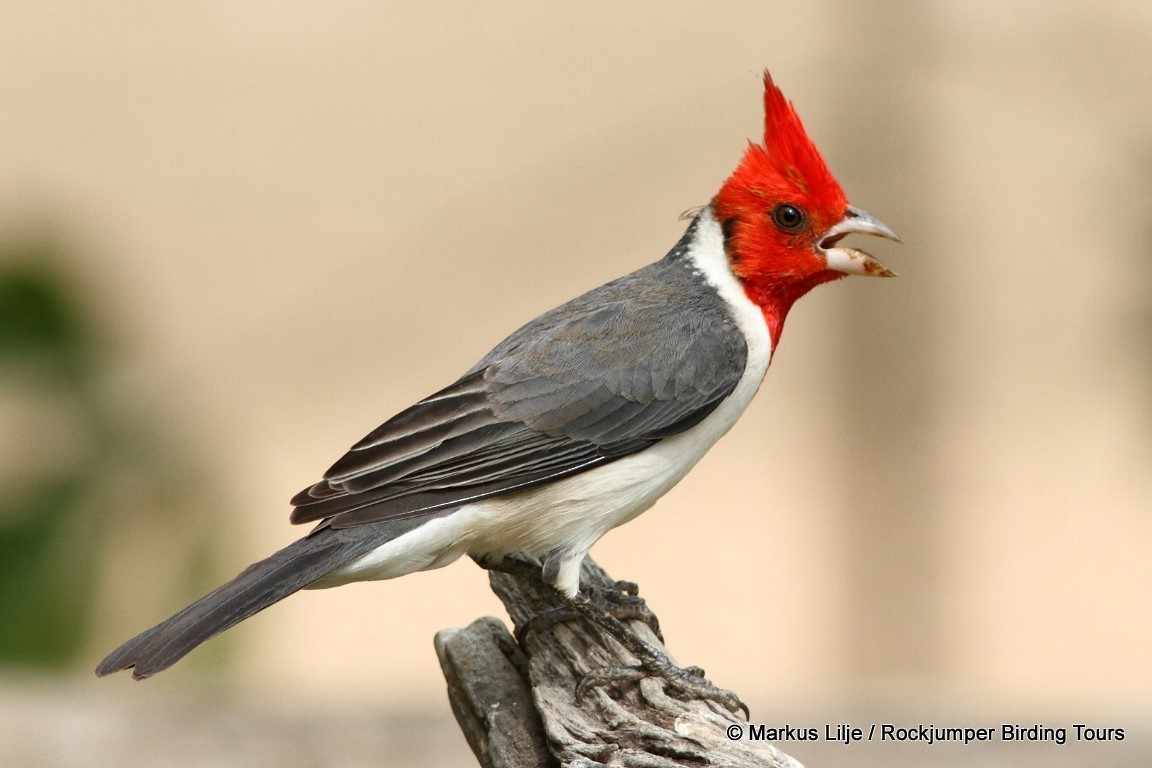 Red-crested Cardinal - Markus Lilje