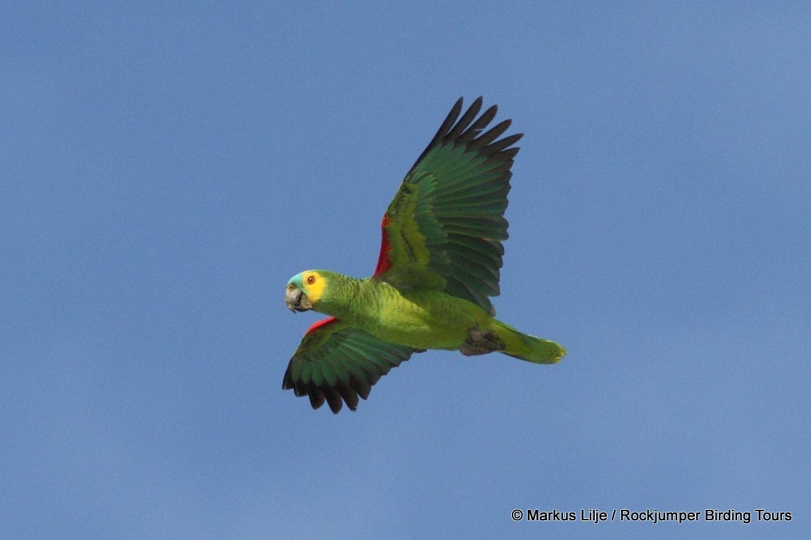 Turquoise-fronted Parrot - ML206155881