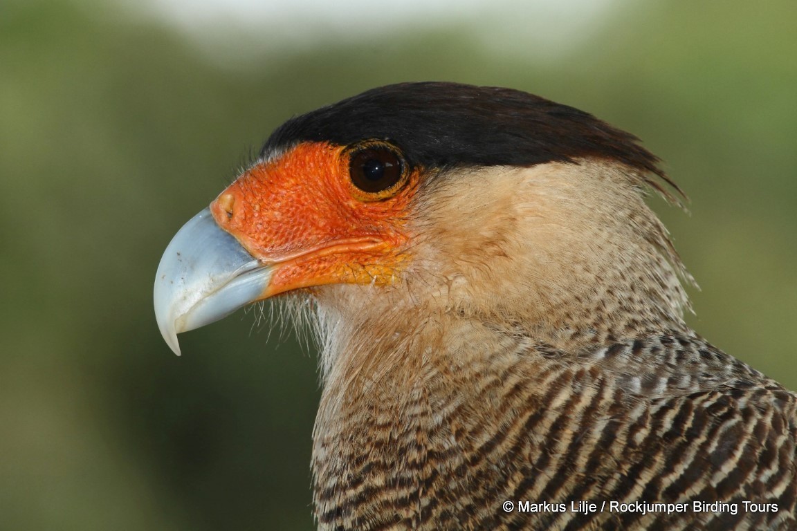 Crested Caracara (Southern) - ML206155941
