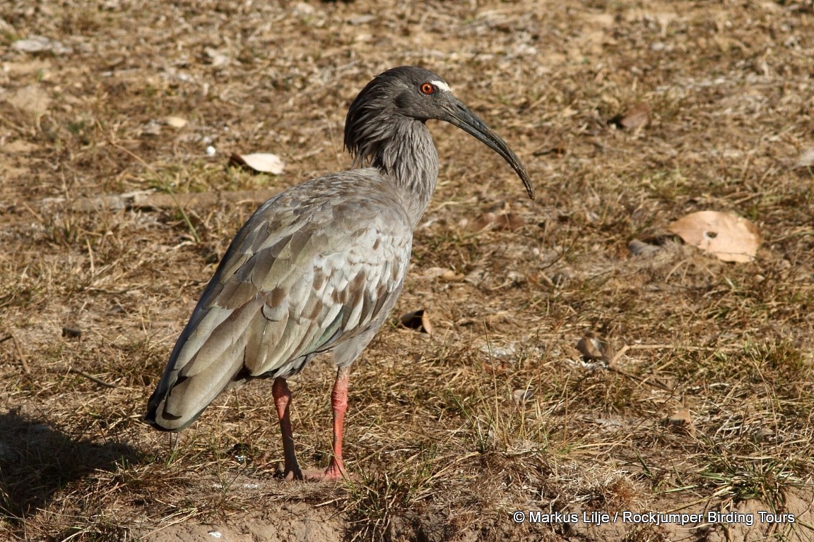 ibis běločelý - ML206155971