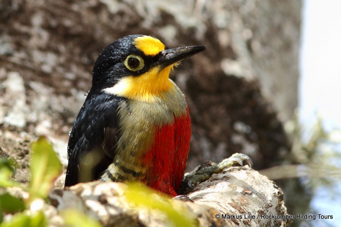 Yellow-fronted Woodpecker - Markus Lilje