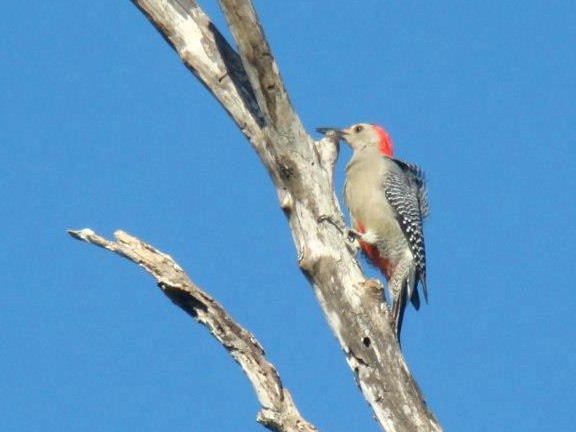 Golden-fronted Woodpecker - Nimali Digo & Thilanka Edirisinghe