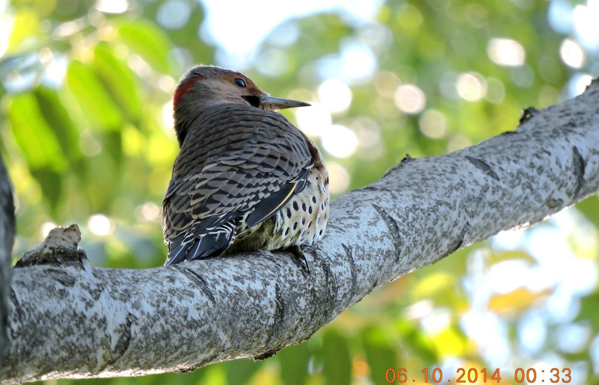 Northern Flicker (Yellow-shafted) - ML206156201