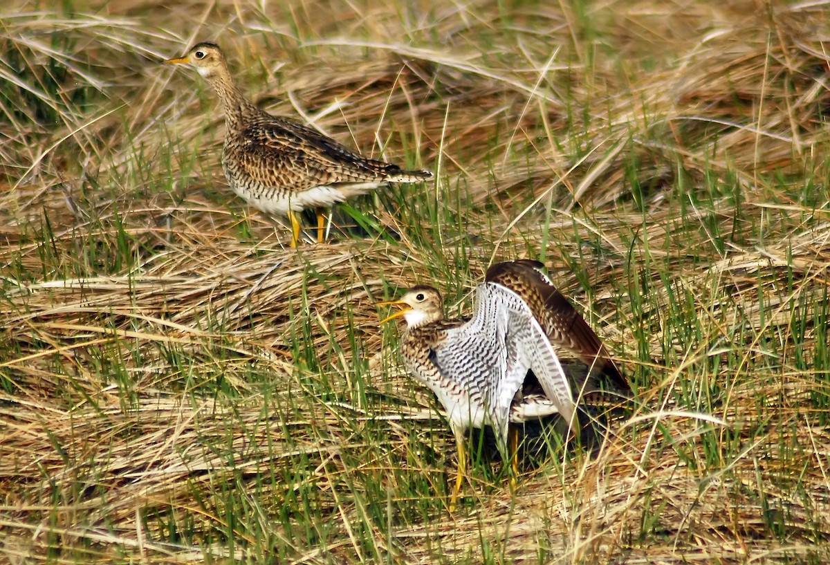 Upland Sandpiper - Mike Ross