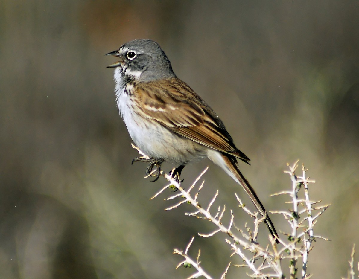 Sagebrush Sparrow - ML206156581