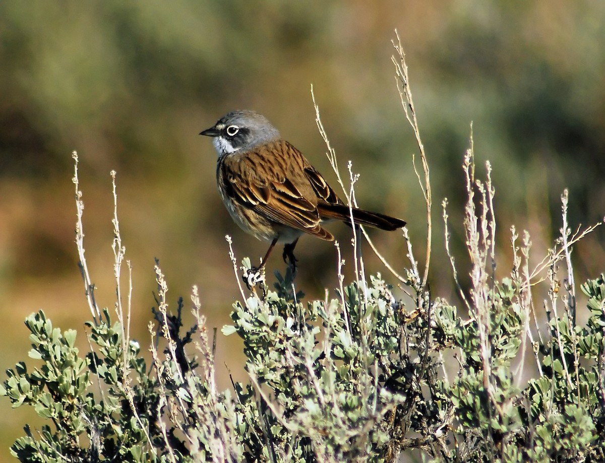 Sagebrush Sparrow - ML206156591