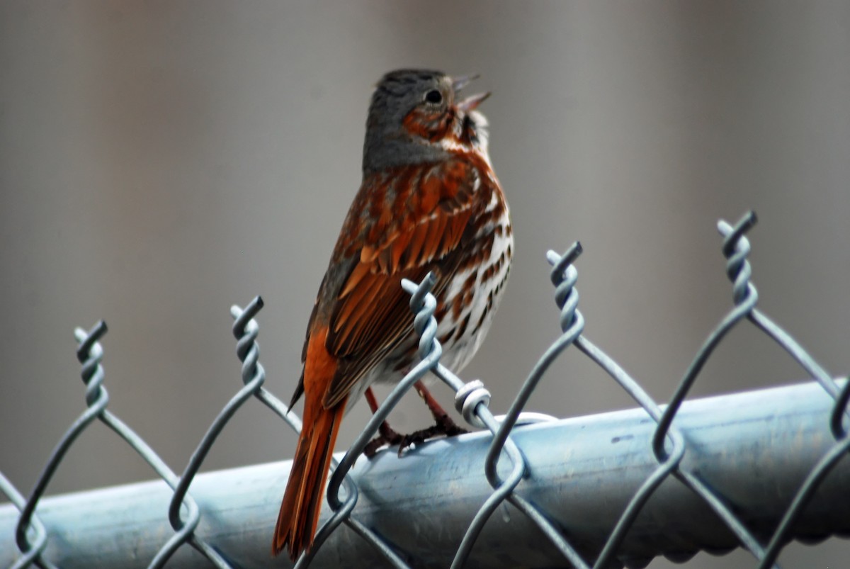 Fox Sparrow (Red) - Mike Ross
