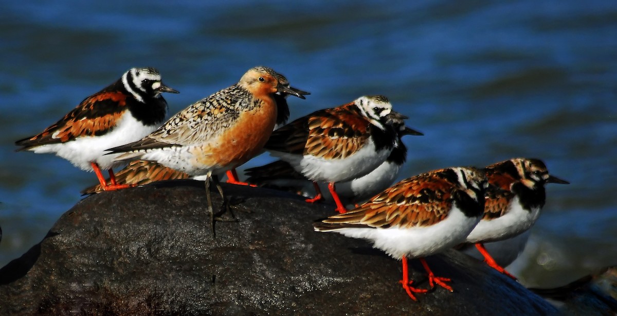 Red Knot - Mike Ross