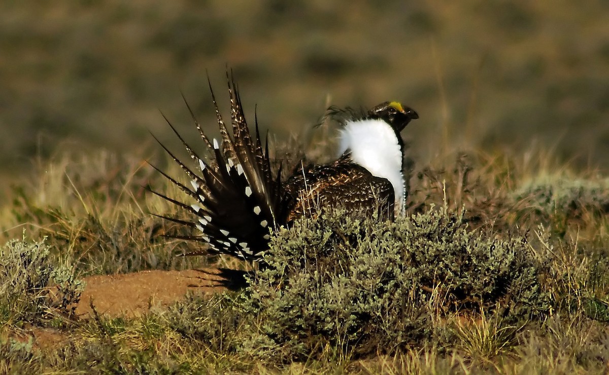 Greater Sage-Grouse - ML206156741