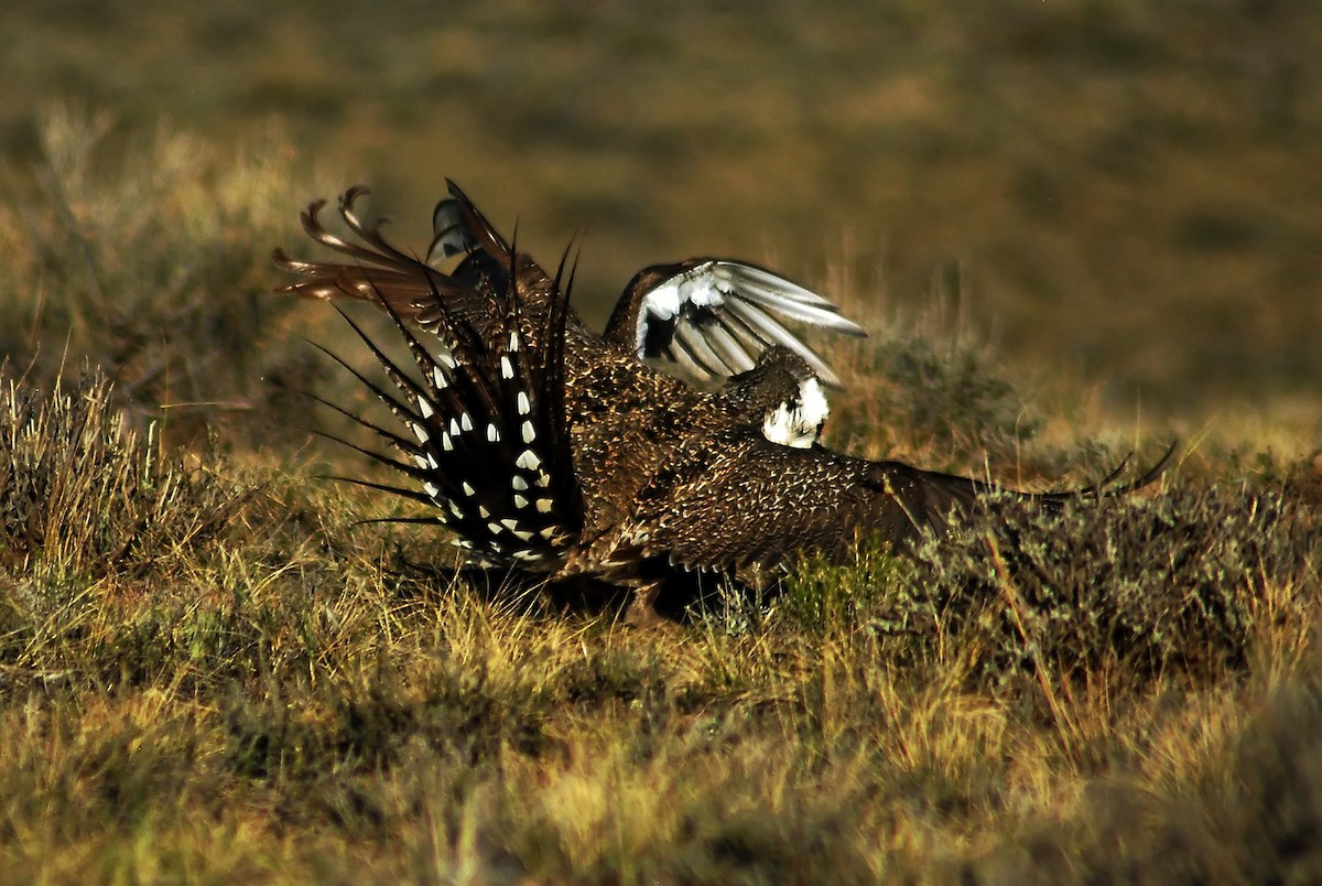 Greater Sage-Grouse - ML206156751